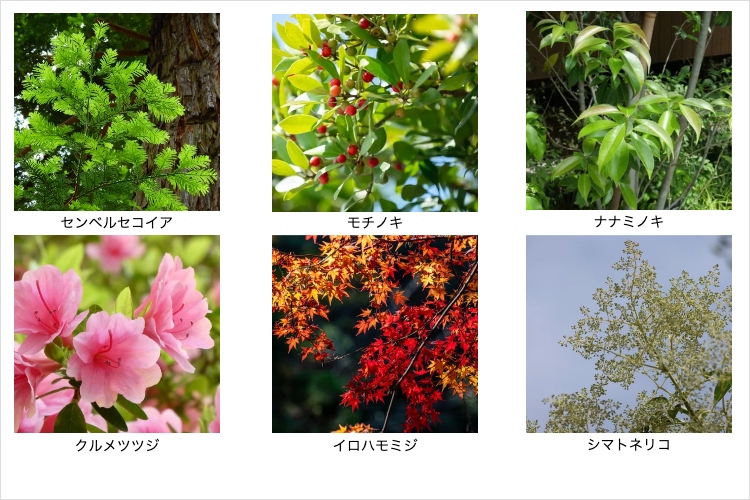 シティテラス大森西の植栽イメージ画像